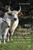 Wild Cattle of Chillingham (The Natural History of an Ancient Breed) by Stephen Hall, 9781789183832