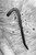 Did You Hear What Eddie Gein Done? (Expanded Edition) by Harold Schechter, Eric Powell, 9781506754109