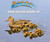 How Ducks Grow Up by Linda Bozzo, 9781978507203