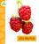 Los frutos (Spanish Edition) by Ana Brauer, 9798896857037
