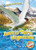 Arctic Tern Migration by Kari Schuetz, 9781626178137