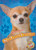 Chihuahuas by Mari Schuh, 9781626173057