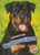 Rottweilers by Mari Schuh, 9781626173071