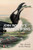 John Wolley's Garefowl Books (The Aukward Birth of Anthropogenic Extinction) by Már  Jónsson, 9781784276966