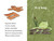 Zog the Frog by Lucy Ruth Cummins, Lucy Ruth Cummins, 9798217043149