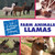 Farm Animals: Llama by Katie Marsico, 9781602799776