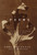Poems (The Weight of Oranges, Miner's Pond, Skin Divers) by Anne Michaels, 9780375702259