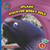 Discover Moray Eels by Kathryn Beaton, 9781633626010