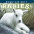 Mountain Goat Babies!, 9781560375449