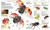 Knowledge Encyclopedia Animal! (The Animal Kingdom as You've Never Seen It Before) by DK, Smithsonian Institution, John Woodward, 9781465453358