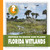 Florida Wetlands - 9781634706360 by Vicky Franchino, 9781634706360