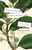 The Wood for the Trees (One Man's Long View of Nature) by Richard Fortey, 9781101911563