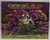 DANK 2.0 (The Quest for the Very Best Marijuana Continues) by Subcool, 9780932551535