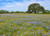 Wildflowers of Texas by Michael Eason, 9781604696462