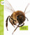 Bees by Nessa Black, 9781681522241