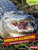 American Alligators (Armored Roaring Reptiles) by Rebecca E. Hirsch, 9781467779845
