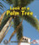 Look at a Palm Tree by Patricia M. Stockland, 9781467705233