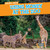 Using Money at the Zoo by Mary Rose Osburn, 9781538208649