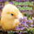Beautiful Babies (A Touch-and-Feel Book) by Karma Wilson, Karma Wilson, 9781416919087