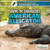 Saving the Endangered American Alligator by Jeanne Nagle, 9781508100577