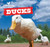 Ducks - 9781499401004 by Maddie Gibbs, 9781499401004