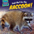 Look Out for the Raccoon! by Caitie McAneney, 9781499408829