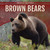 Brown Bears by Lee Fitzgerald, 9781499420364