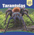 Tarantulas by Patrick Hely, 9781508154198