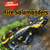 Fire Salamanders by Sam Hesper, 9781477757642