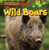 Wild Boars by Harper Avett, 9781499427189