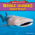 Whale Sharks: Bullet-Proof! by Emma Carlson Berne, 9781477708392