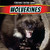 Wolverines by Julia J. Quinlan, 9781448898022