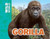 Gorilla - 9781499482096 by Meredith Costain, Stuart Jackson-Carter, 9781499482096