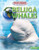 Beluga Whales - 9781477702291 by Ruth Owen, 9781477702291
