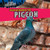 Your Neighbor the Pigeon by Greg Roza, 9781448851331