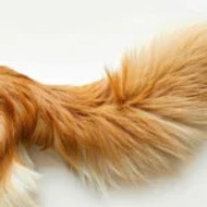 A Tail-Wagging Journey: Discover the Best Dog Booster Car Seat for Your Furry Friend