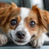 The Perfect Companion for Stylish Pet Parents: Why You Need the Best Dog Carrier Purse