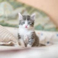 The Magic Behind Drying Box Cat: A Game Changer in Pet Care