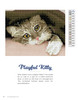 Diamond Art By Leisure Arts Love Of Cats eBook