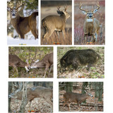 NICE TARGET LARGE SIZE DEER 28"X40"