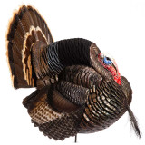 Dave Smith Decoys Strutter Decoy