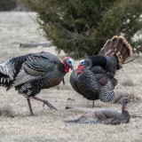 Dave Smith Jake Strutter Decoy