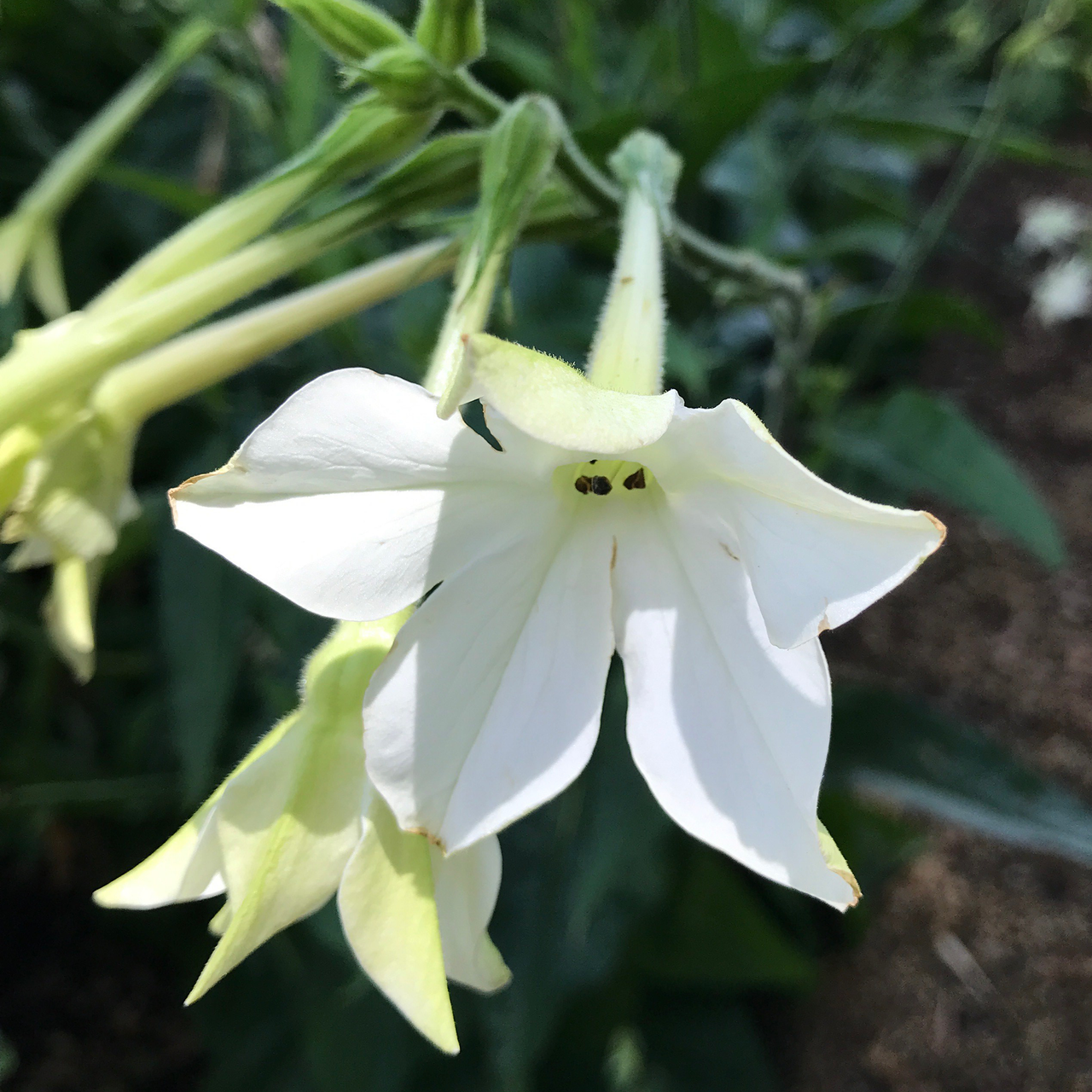 Flowering Tobacco Seeds Nicotiana Alata Monticello Shop