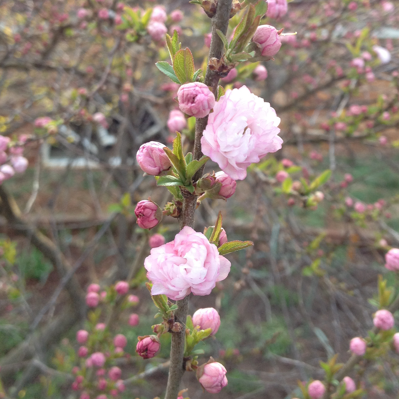 Dwarf Flowering Almond (Prunus glandulosa 'Rosea Plena') - Monticello Shop