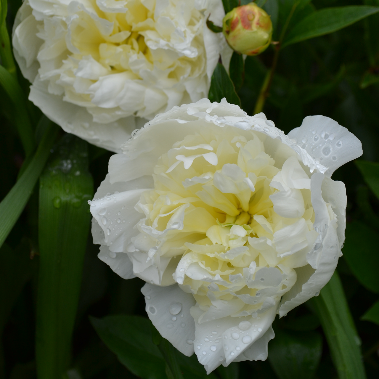 Duchesse de Nemours Peony (Paeonia lactiflora cv.) - Monticello Shop
