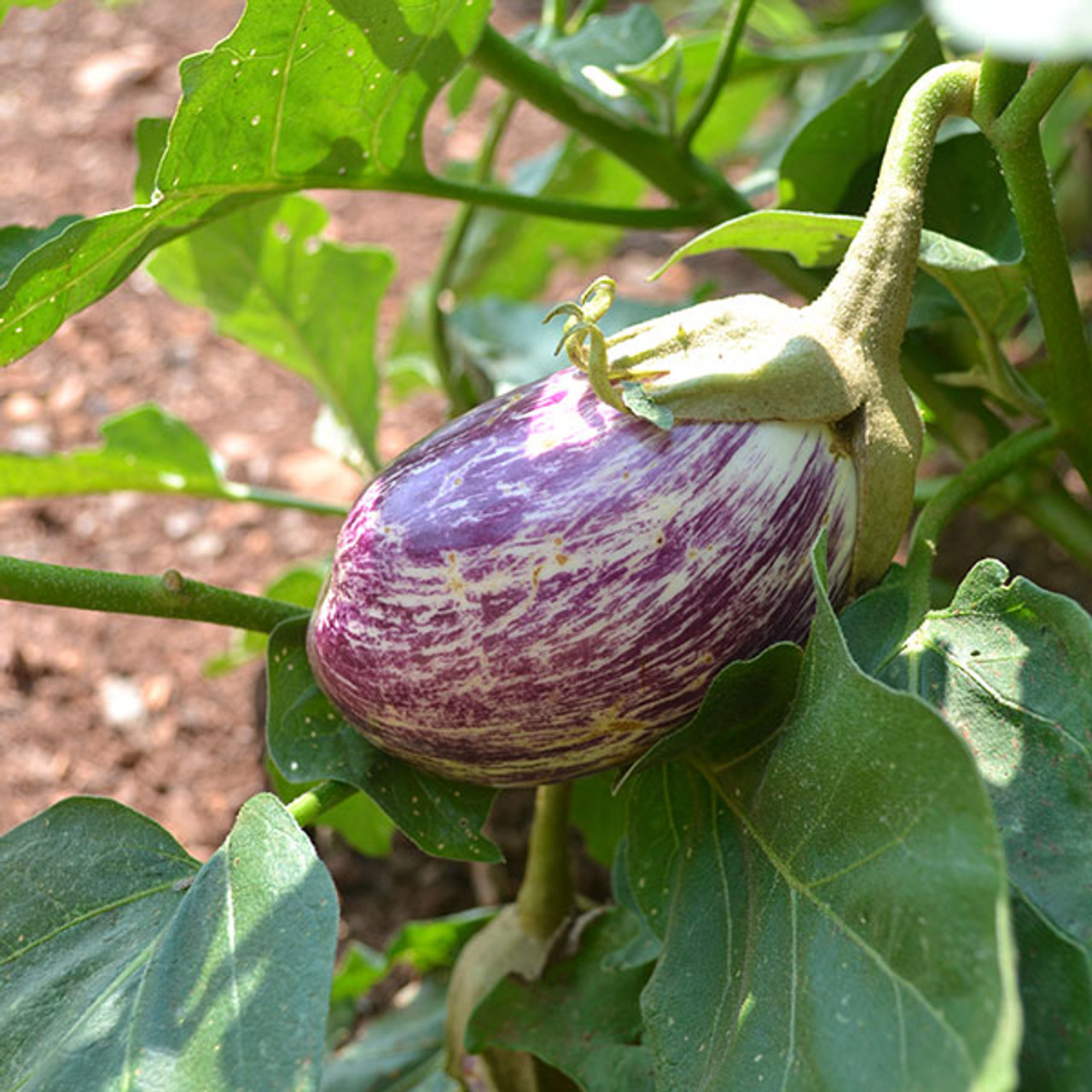 SEED KEEPING — The Scarlet Eggplant is also called the Garden