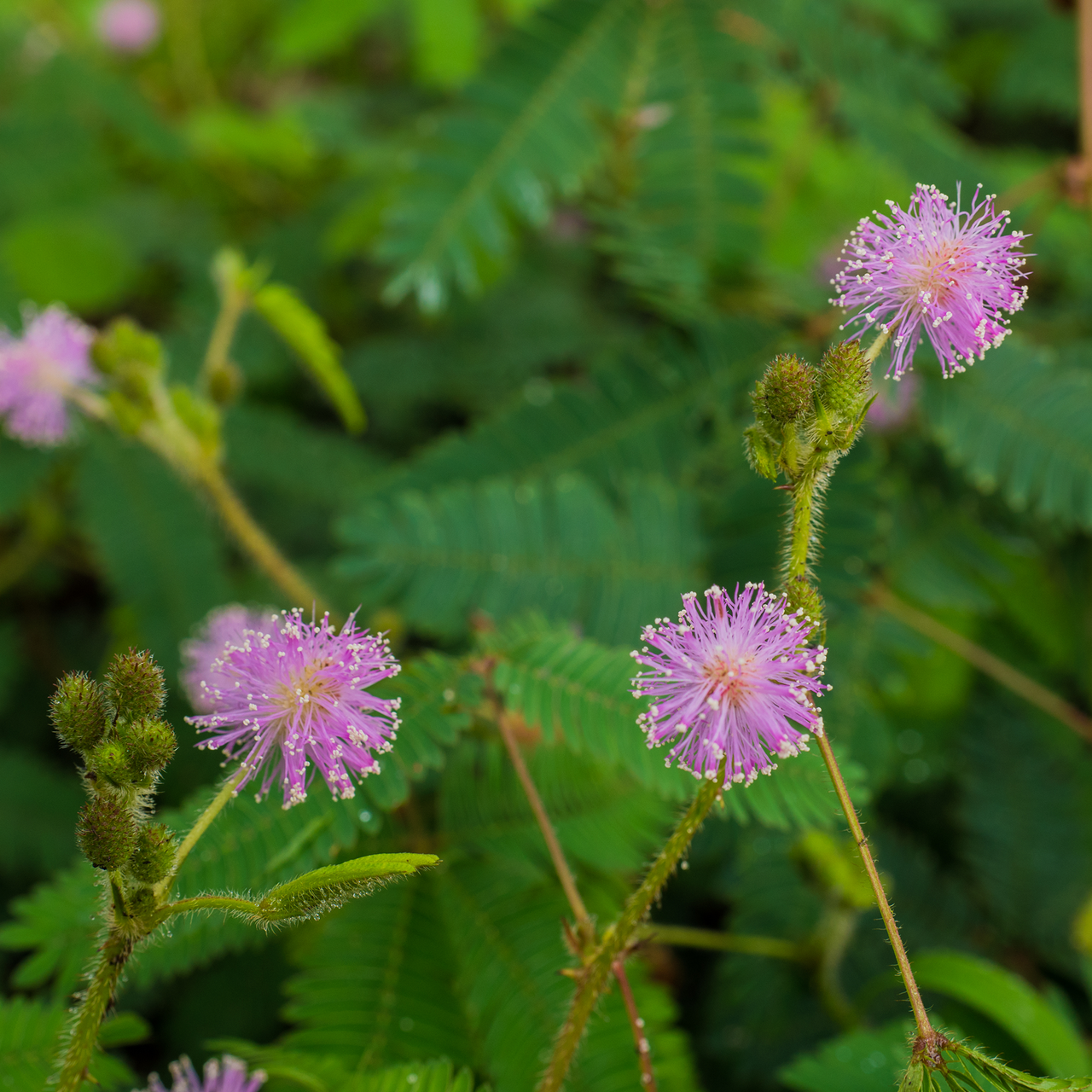 The Sensitive Plant ''Mimosa Pudica'' ~25 Top Quality Seeds Full Blooming RARE 
