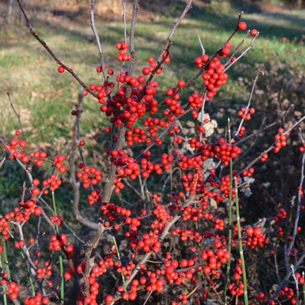 Bare Root Winterberry Holly (female) (Ilex verticillata 'Maryland Beauty')  - Monticello Shop
