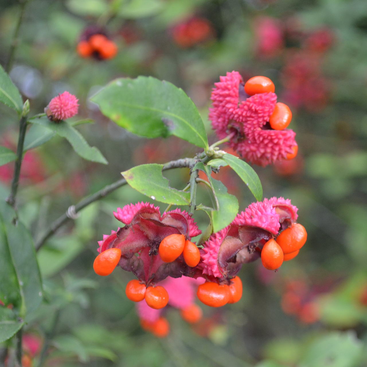 Strawberry Bush (Euonymus americanus) - Monticello Shop