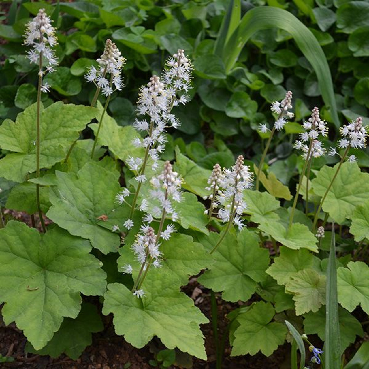 Foam Flower, Tiarella Cordifolia - Bag of 3